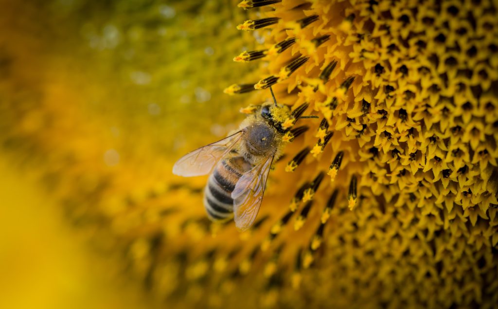 Macro photography of a bee